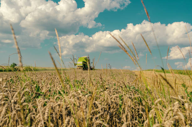 istock Wheat field with a combine on the horizon on a sunny day 1349697139