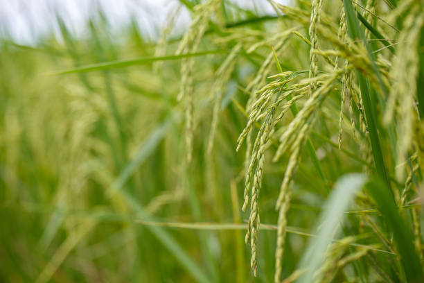 istock Close-up view of rice 1349698544