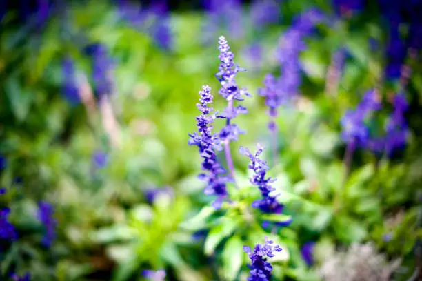 The purple skull cap flower in a garden