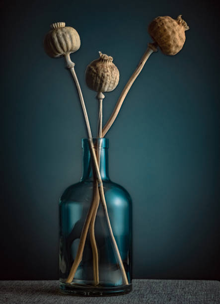Dried Garden Poppy in a Bottle, Floral Still Life Concept stock photo