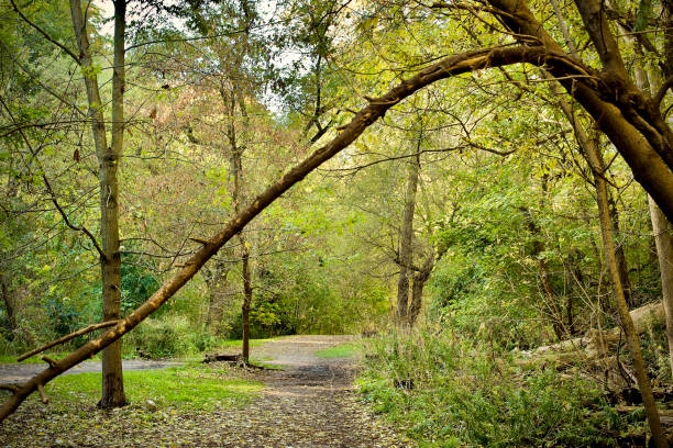 istock Alexander Muir Memorial Gardens 1349699537