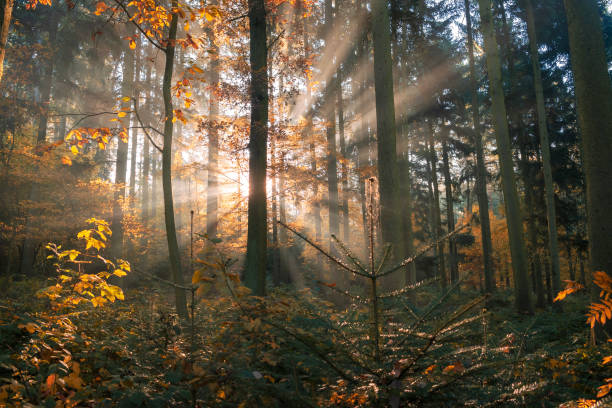 istock Colorful autumn forest in the soft morning light 1349701426