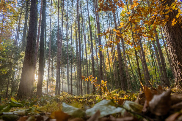 istock Colorful autumn forest in the soft morning light 1349701435