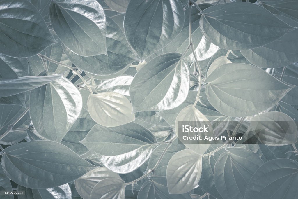 Tropical green leaf background advertising banner with copy space. Leaf Stock Photo