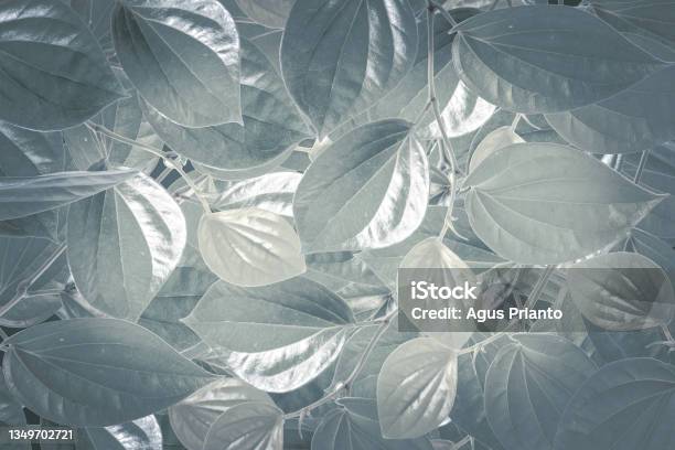 Tropical Green Leaf Background Advertising Banner With Copy Space Stock Photo - Download Image Now