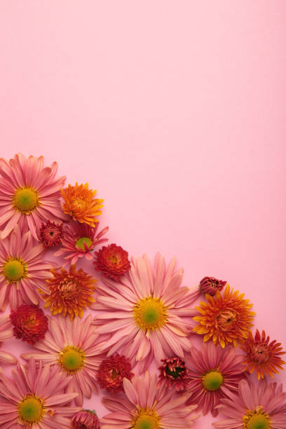 istock Pink flowers on pink paper background. Flower composition 1349702886