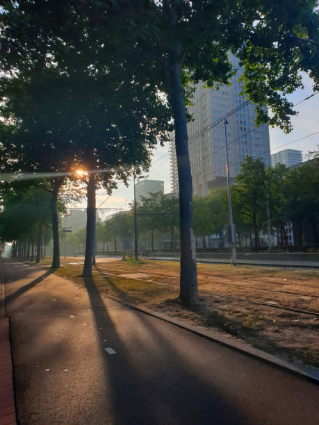istock Sunrise creating shadows of trees 1349703049