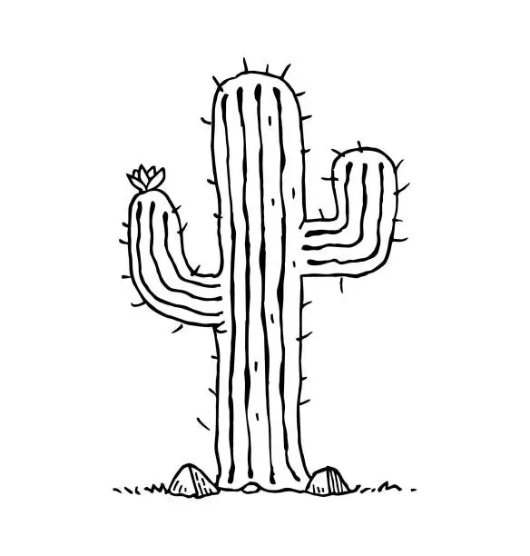 Vector illustration of Cactus sketch illustration