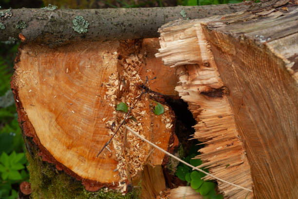 istock A stump of wood. 1349703300