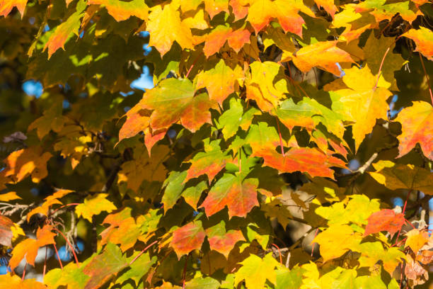 istock Green and yellow Leaves on Maple Tree 1349704430
