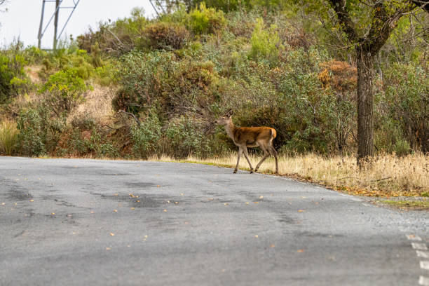istock Iberian red deer, Cervus elaphus hispanicus. Monfrague National Park, Spain. 1349704537