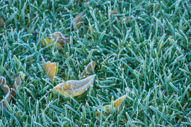 Symbolic Frost Temperatures