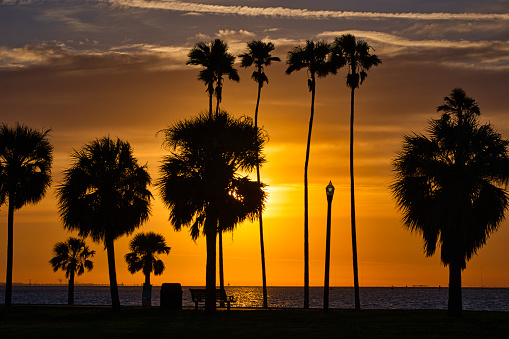 Different size palm trees silhouetted in front of the sun rising over Tampa Bay at Northshore Park in St. Petersburg, Florida.