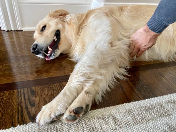 istock Happy Golden Retriever getting a belly rub 1349706058