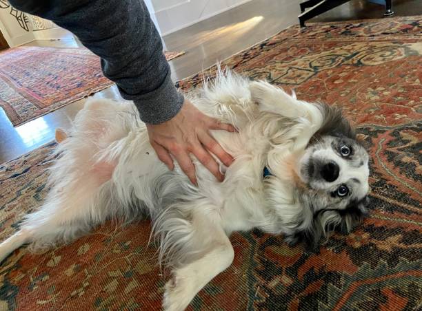 istock Happy Australian Shepherd getting a belly rub 1349706280
