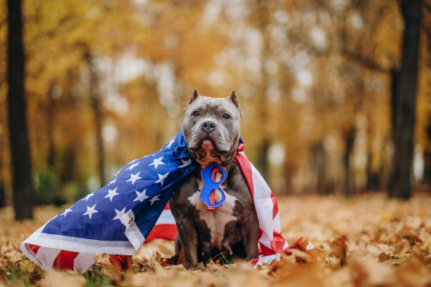 A pet on a walk in the park in a funny costume. American Bully dog dressed as a superhero Captain America for a walk. A dog in a superhero costume. A pet on a walk in the park in a funny costume. American Bully dog dressed as a superhero Captain America for a walk in the park in autumn. american bully dog stock pictures, royalty-free photos & images