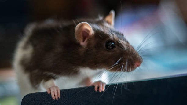 rata dulce - perspectiva de una rata fotografías e imágenes de stock