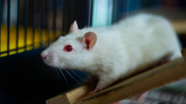 rata dulce - perspectiva de una rata fotografías e imágenes de stock