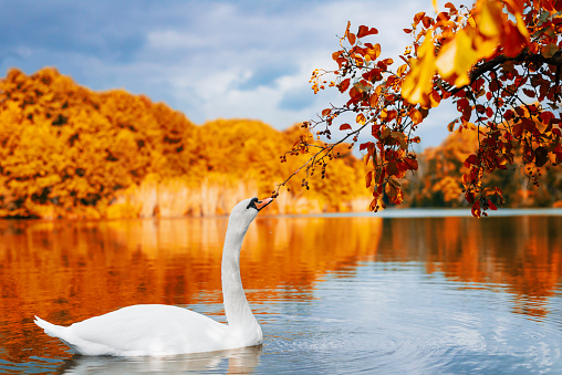 Autumn landscape white swan floating on the lake