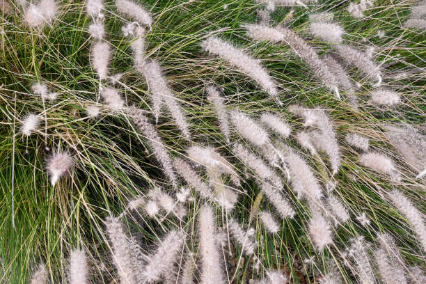 Close-up of a flowering plant of foxtail fountain grass (Pennisetum alopecuroides), an ornamental grass which typically grows in graceful, spreading clumps, Tuscany, Italy Pennisetum alopecuroides, also called the Chinese pennisetum, Chinese fountaingrass, dwarf fountain grass, foxtail fountain grass, or swamp foxtail grass, is a species of perennial grass native to Asia and Australia. pennisetum stock pictures, royalty-free photos & images