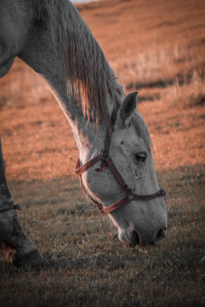 istock Horse Photography 1349708783