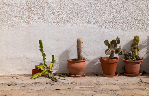 Cactus growing from a white house wall