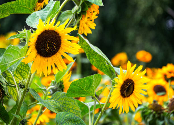 istock Sunflower flowers blooming on a flower bed, close-up. 1349710536