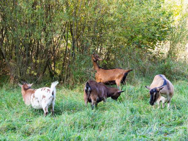 istock Herd of goats grazing on a green meadow 1349711335
