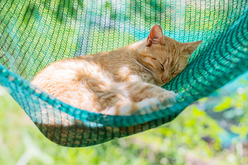 red cat lying and sleeping outside in a hammock in the garden on a sunny summer day