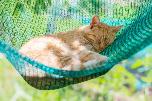 Photo of red cat lying and sleeping in a hammock in the garden on a sunny summer day