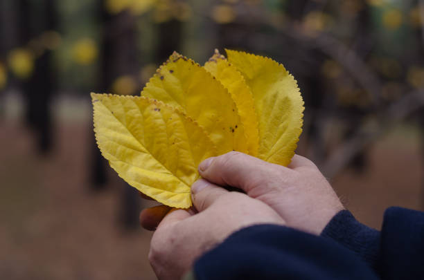 Leafy season. A man is holding a yellow fallen tree leafs in his hand. The hand with the three leaf against the brown blurred background. Autumn time. Outside. Selective focus.