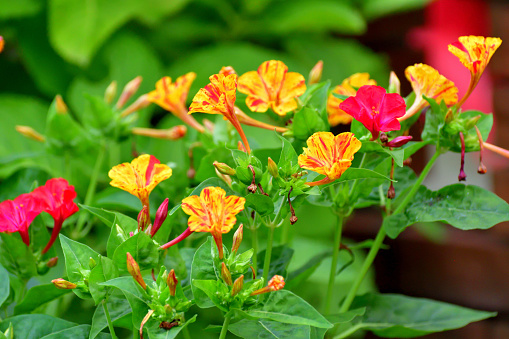 Milabilis jalapa comes in different colors such as red, violet, pink, yellow and white. A single flower can also be splashed with different colors. Flowers usually open in late afternoon (around 4 o’clock), hence also called Four O’clock flower. Another name is Marvel of Peru, since different colors of flowers bloom from the same plant. It normally blooms from July to October in case of temperate zone region.