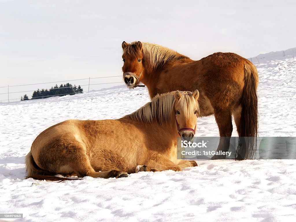 horses two horses in winter season outside (12) Bay Horse Stock Photo