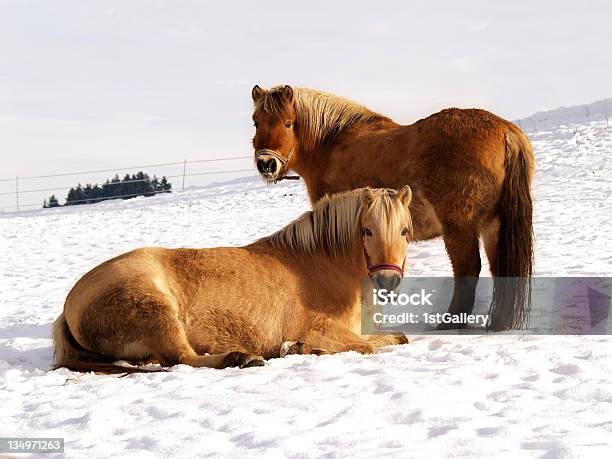 Horses Stock Photo - Download Image Now - Bay Horse, Brown, Cloud - Sky