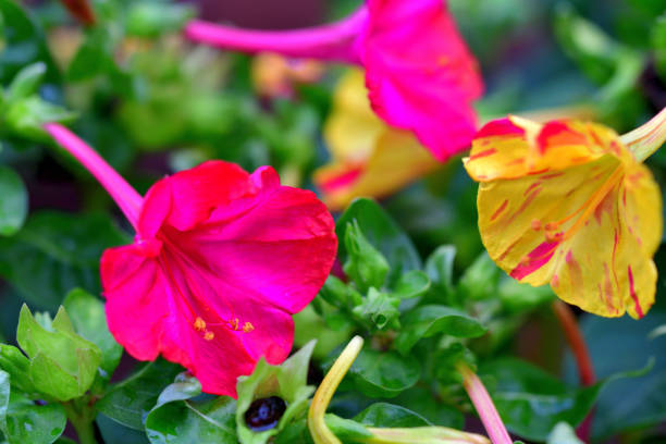 Milabilis jalapa comes in different colors such as red, violet, pink, yellow and white. A single flower can also be splashed with different colors. Flowers usually open in late afternoon (around 4 o’clock), hence also called Four O’clock flower. Another name is Marvel of Peru, since different colors of flowers bloom from the same plant. It normally blooms from July to October in case of temperate zone region.