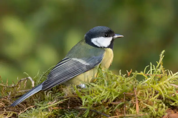 Parus major