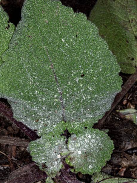istock Macro Of Leaf Veins & Raindrops. 1349713053