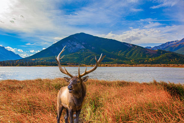 Gorgeous red deer with branched antlers grazes in the autumn meadow. Canada. Indian summer in the Rocky Mountains. Yellow autumn grass on the shores of mountain lake Vermillon.