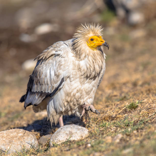 istock Egyptian vulture foraging 1349714445