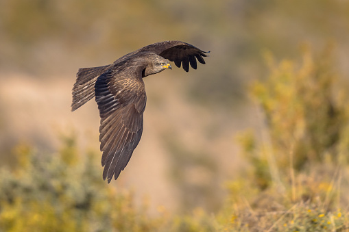 Black kite (Milvus migrans) flying in natural environment in Spanish Pyrenees, Spain. April. It occurs in Europe Asia, Africa and Australia and is thought to be the world's most abundant species of Accipitridae.