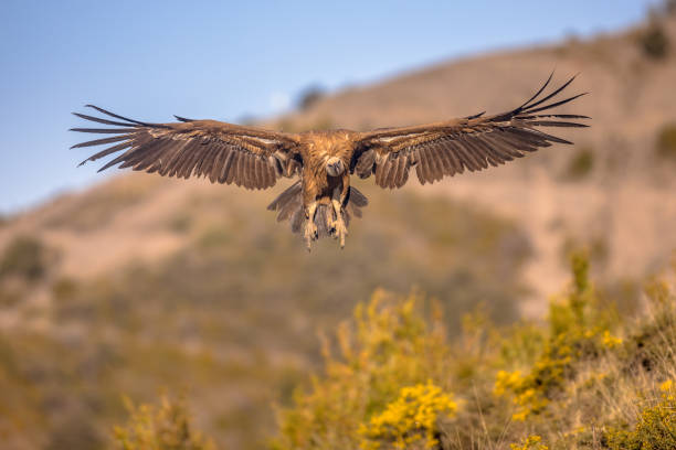 istock Griffon vulture flying and landing 1349714797