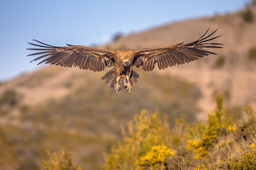 Griffon vulture (Gyps fulvus) flying and preparing for landing in Spanish Pyrenees, Catalonia, Spain, April. This is a large Old World vulture in the bird of prey family Accipitridae. It is also known as the Eurasian griffon and closely related to the white-backed vulture (Gyps africanus).