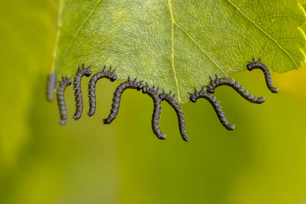 istock Group of caterpillars eating a leaf 1349714817