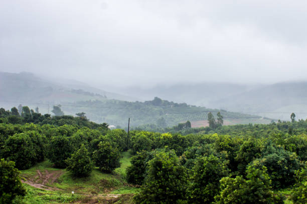 Fruit Orchard with mist covered mountains in the background stock photo