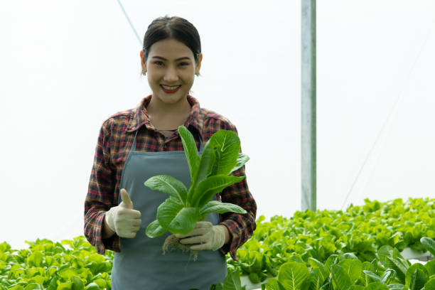 uma nova geração de jovens asiáticos com vegetais orgânicos - gardening women vegetable formal garden - fotografias e filmes do acervo