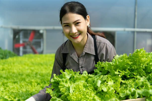 uma nova geração de jovens asiáticos com vegetais orgânicos - gardening women vegetable formal garden - fotografias e filmes do acervo