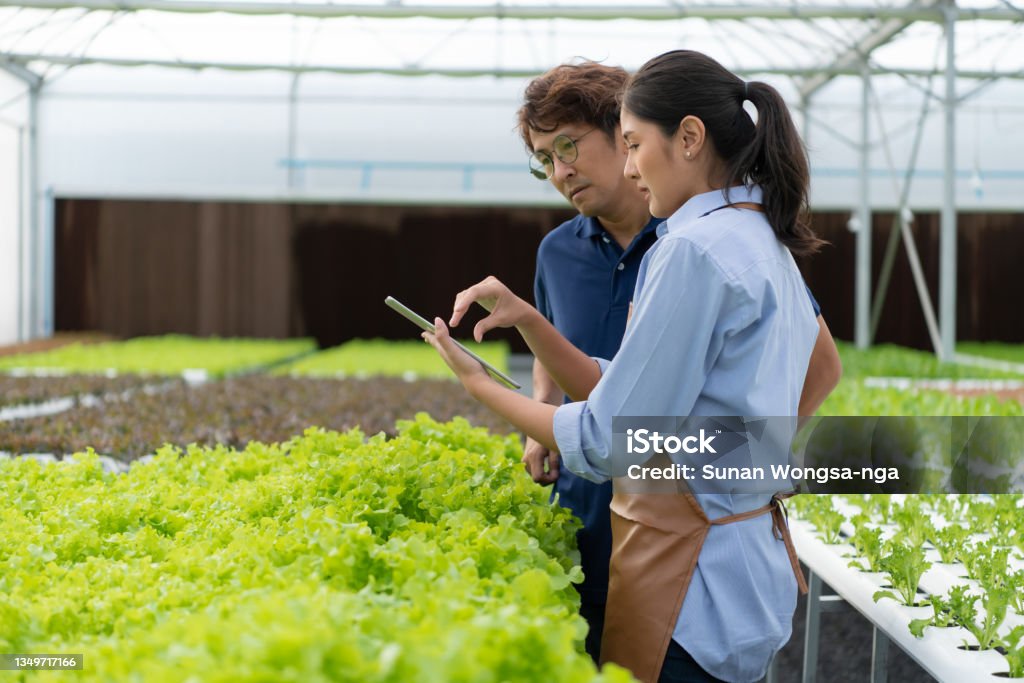 The owner of the organic vegetable garden gives advice to customers The owner of the organic vegetable garden gives advice to customers who are interested in organic vegetables Farmer Stock Photo