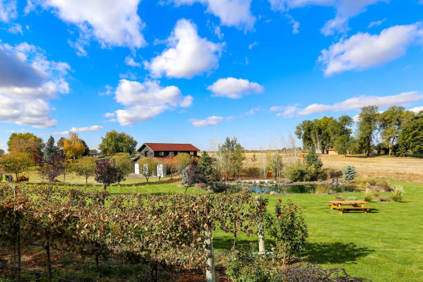 istock Walla Wallla, Washington wine country 1349720981