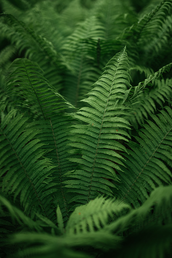 Spiral of fern plants in the middle of the forest