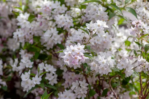 Deutzia gracilis romantic bright white flowering plant, bunch of amazing and beautiful slender flowers on shrub branches, green leaves